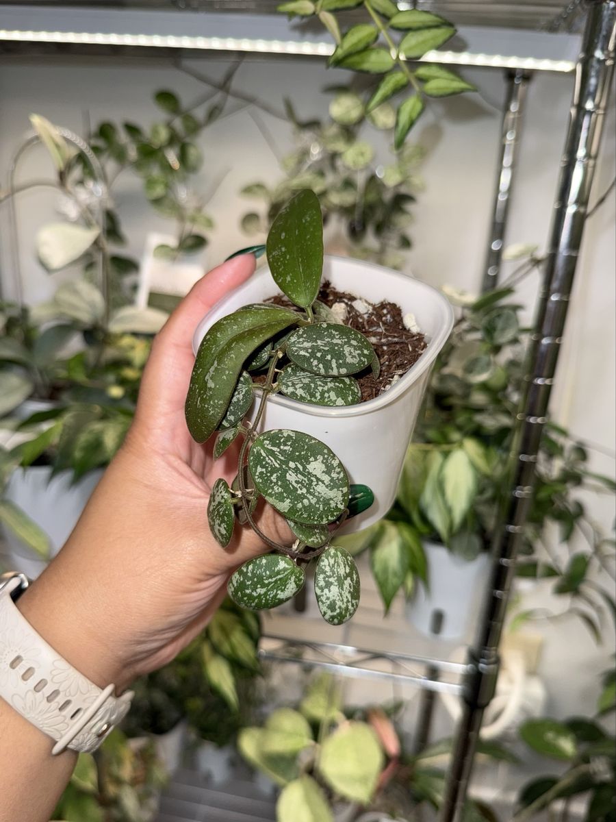 Hoya sigillatis (round leaf) - Plant