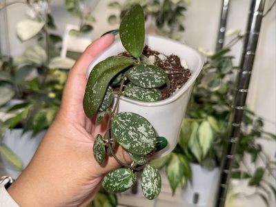 Hoya sigillatis (round leaf) - Plant