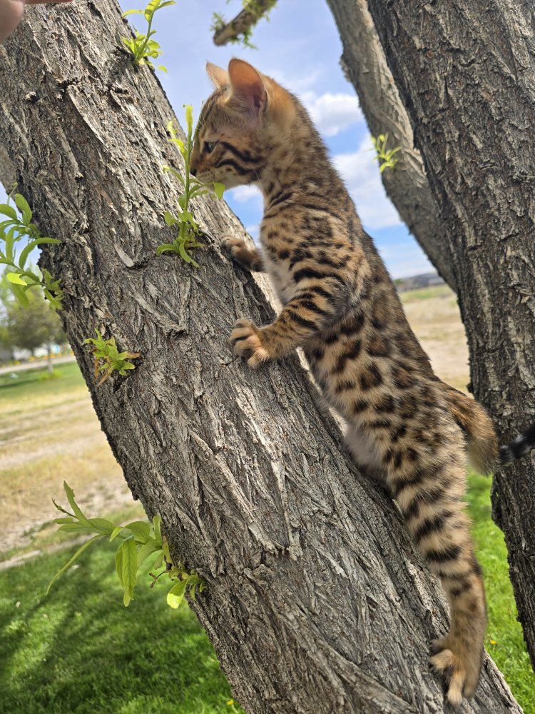 Male TICA registered Bengal kitten available for reservation.
