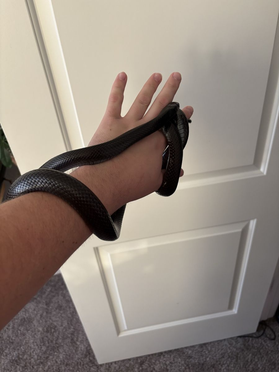 Mexican Black Kingsnake
