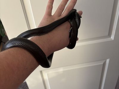 Mexican Black Kingsnake