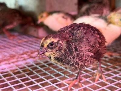 4 week old standard cellidon coturnix quail