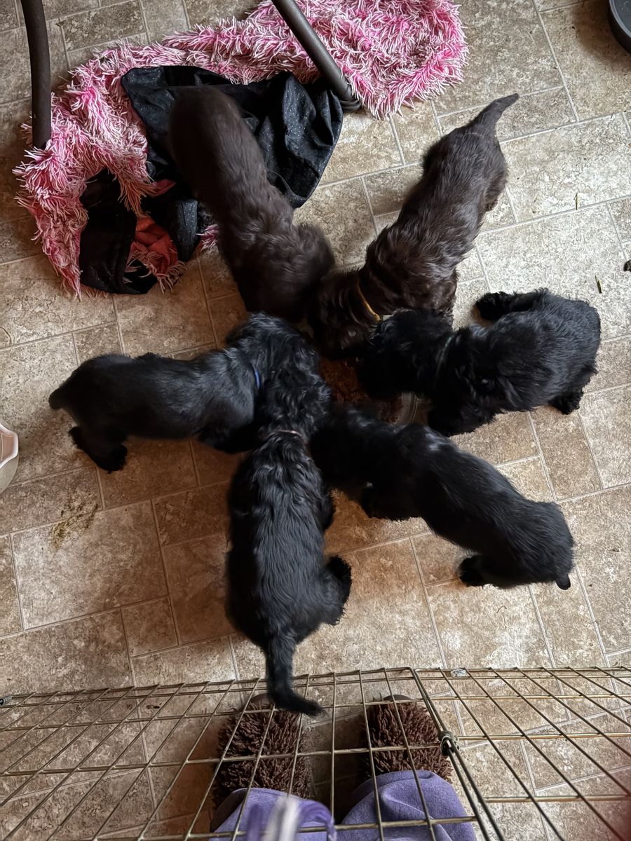AKC Purebred Cocker Spaniel Puppies