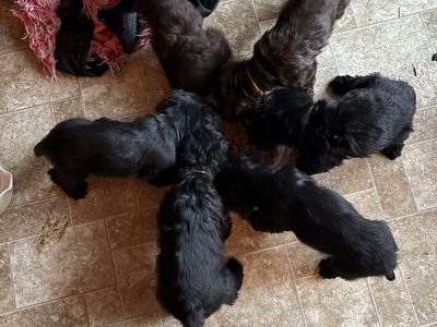 AKC Purebred Cocker Spaniel Puppies