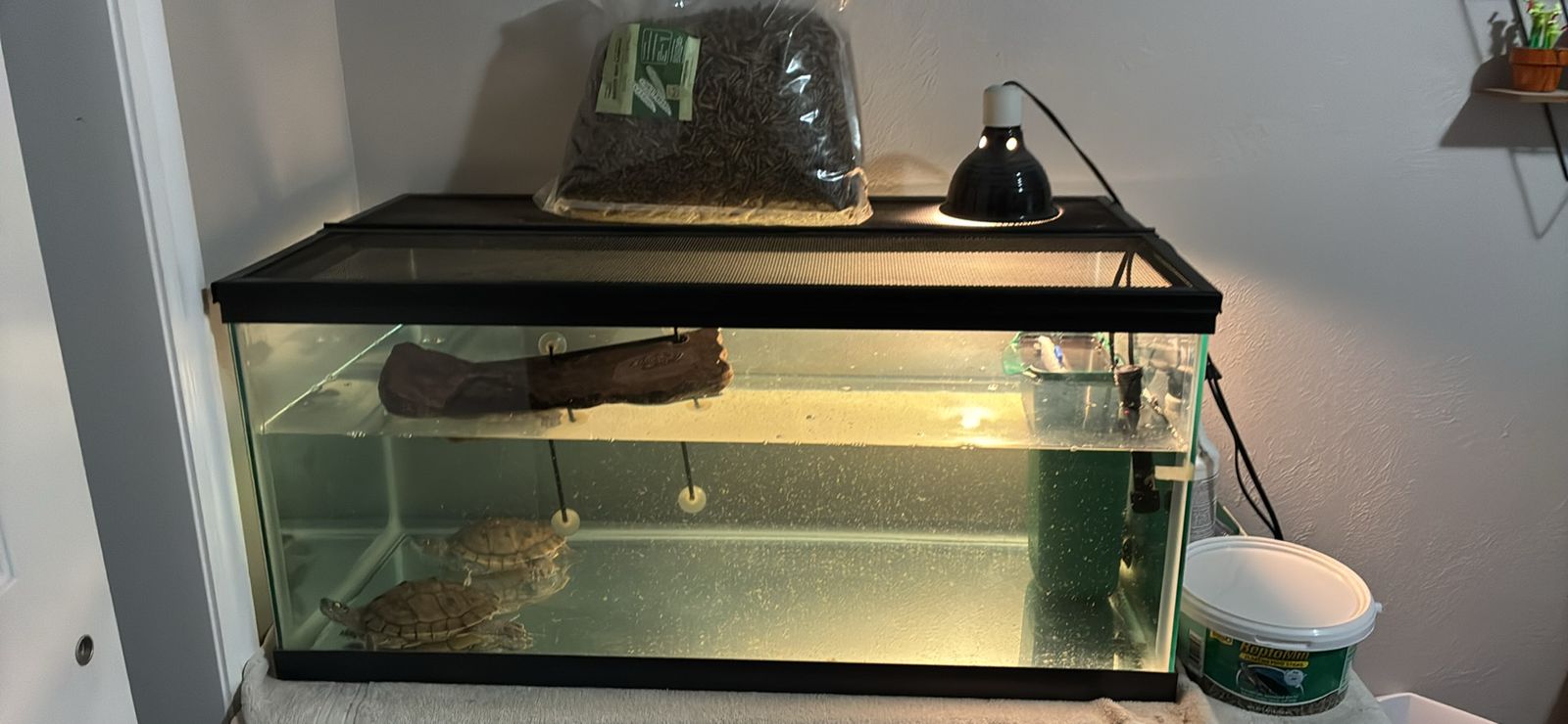 2 Mississippi Map Turtles with Used Turtle Tank & Accessories - Tank, Filter, Heater, Basking Light, lots of Food & Decor
