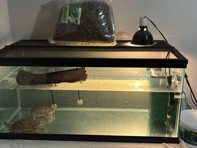 2 Mississippi Map Turtles with Used Turtle Tank & Accessories - Tank, Filter, Heater, Basking Light, lots of Food & Decor