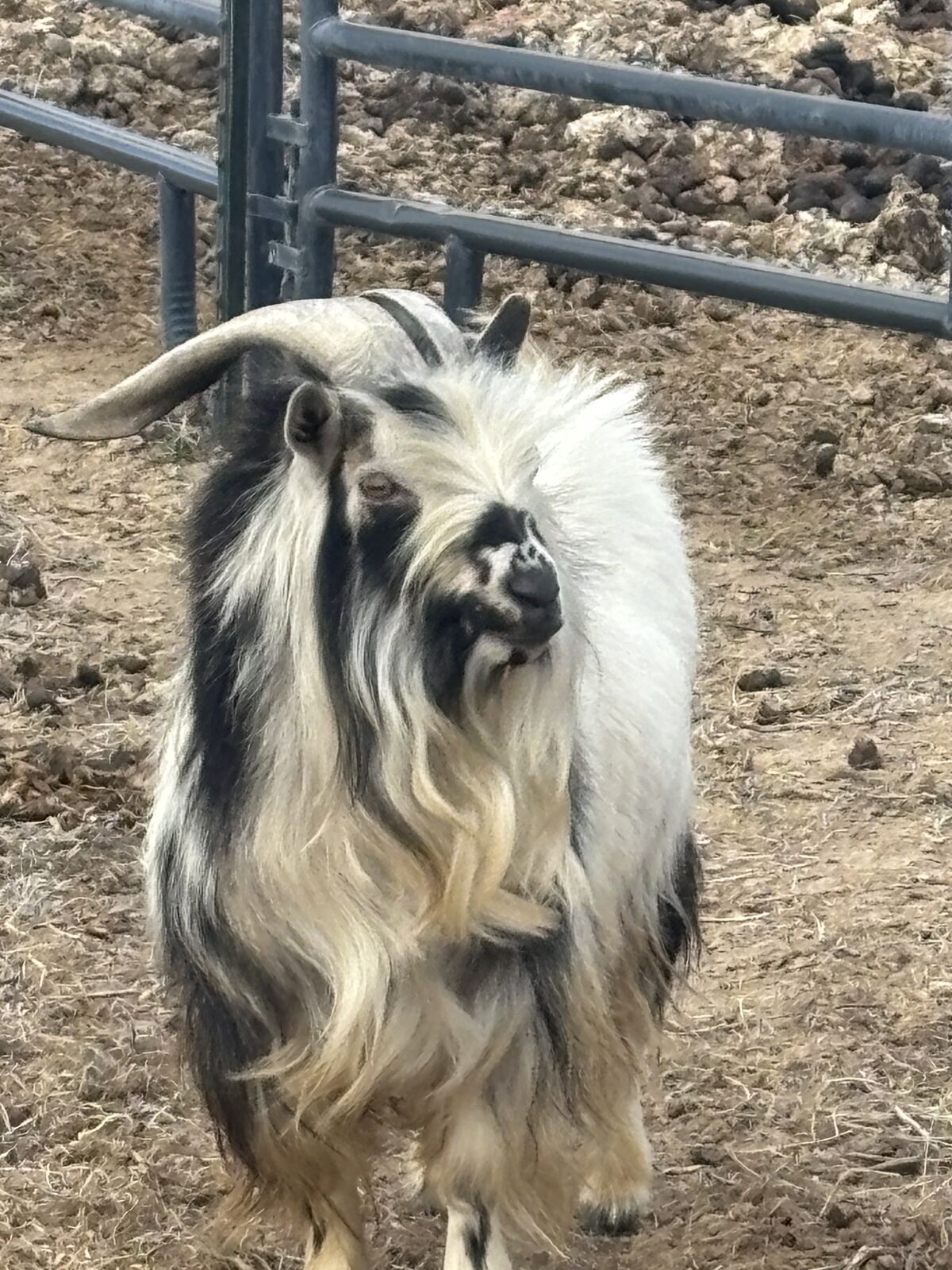 Male Nigerian Dwarf Goat