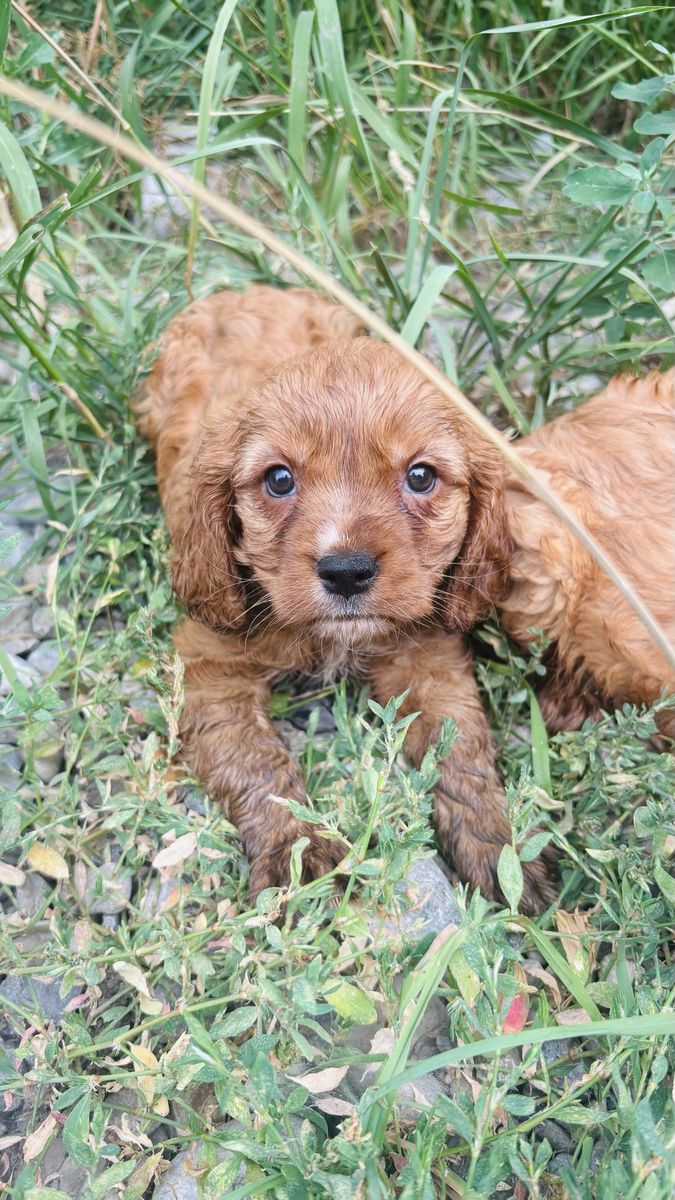 Miniature golden retriever puppy (cavalier king Charles and golden retriever mix)