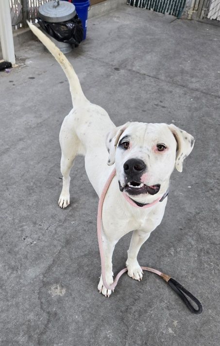 A163580 Cookies n Cream Available for Adoption