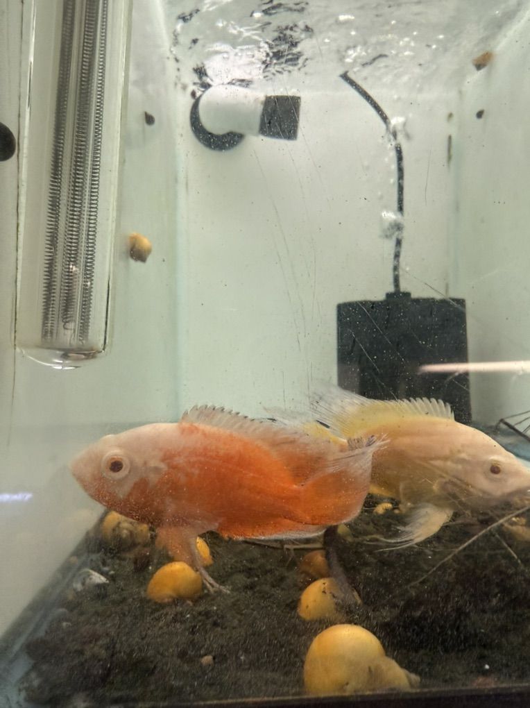 Long Fin Chili Red Oscar And Lemon Oscar