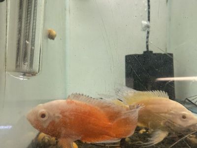Long Fin Chili Red Oscar And Lemon Oscar