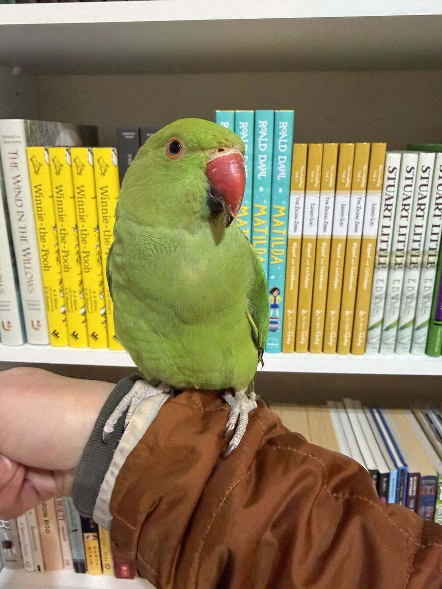 Charming Indian Ringneck Parakeet