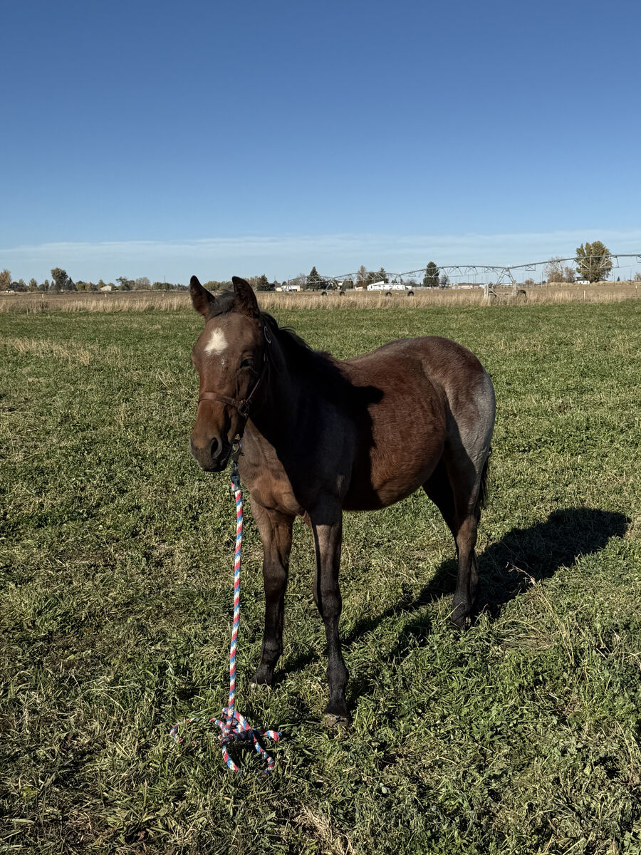 2025 AQHA Bay roan filly