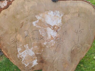 Live Edge Silver Maple Rounds Pile 2, $10 Board Ft