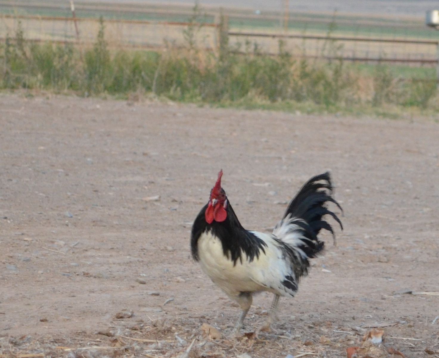 Rare Lakenvelder Chickens