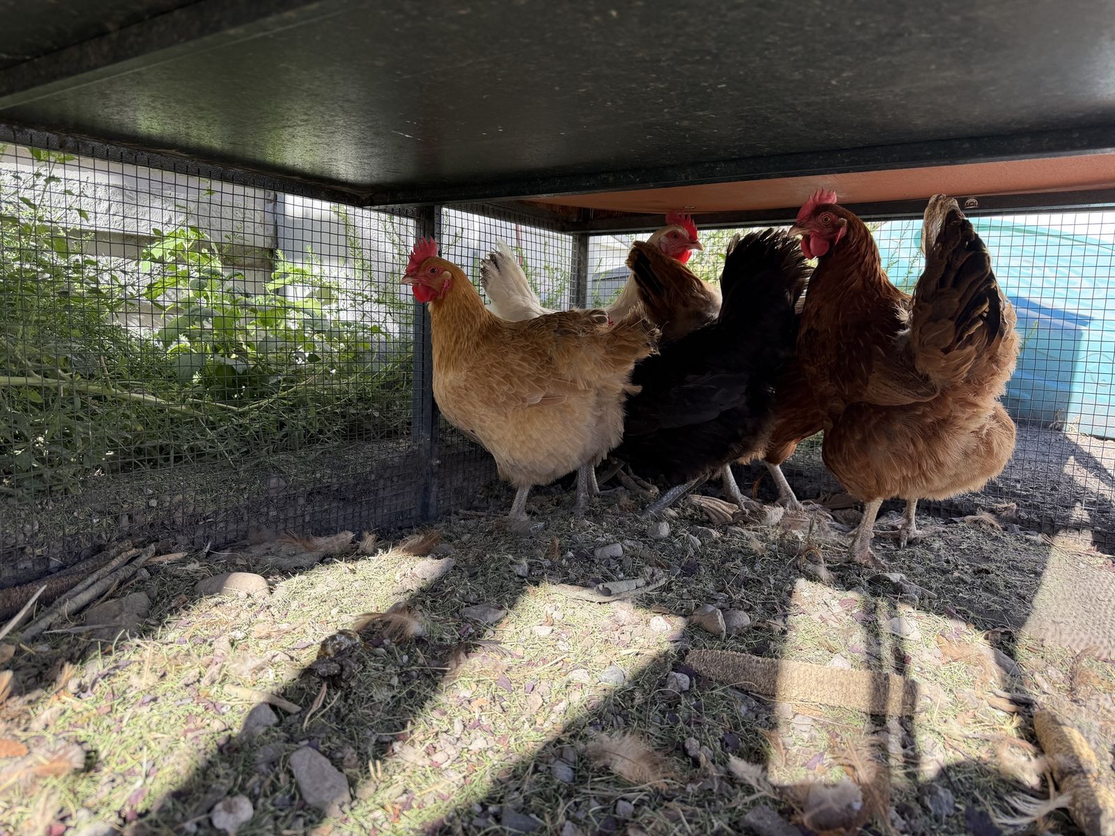 Laying Hens