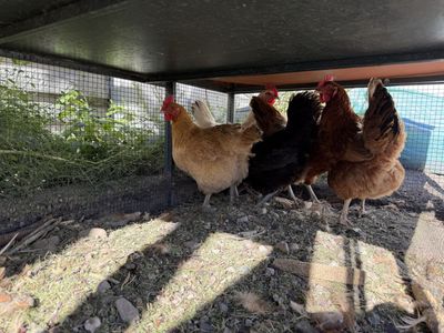 Laying Hens