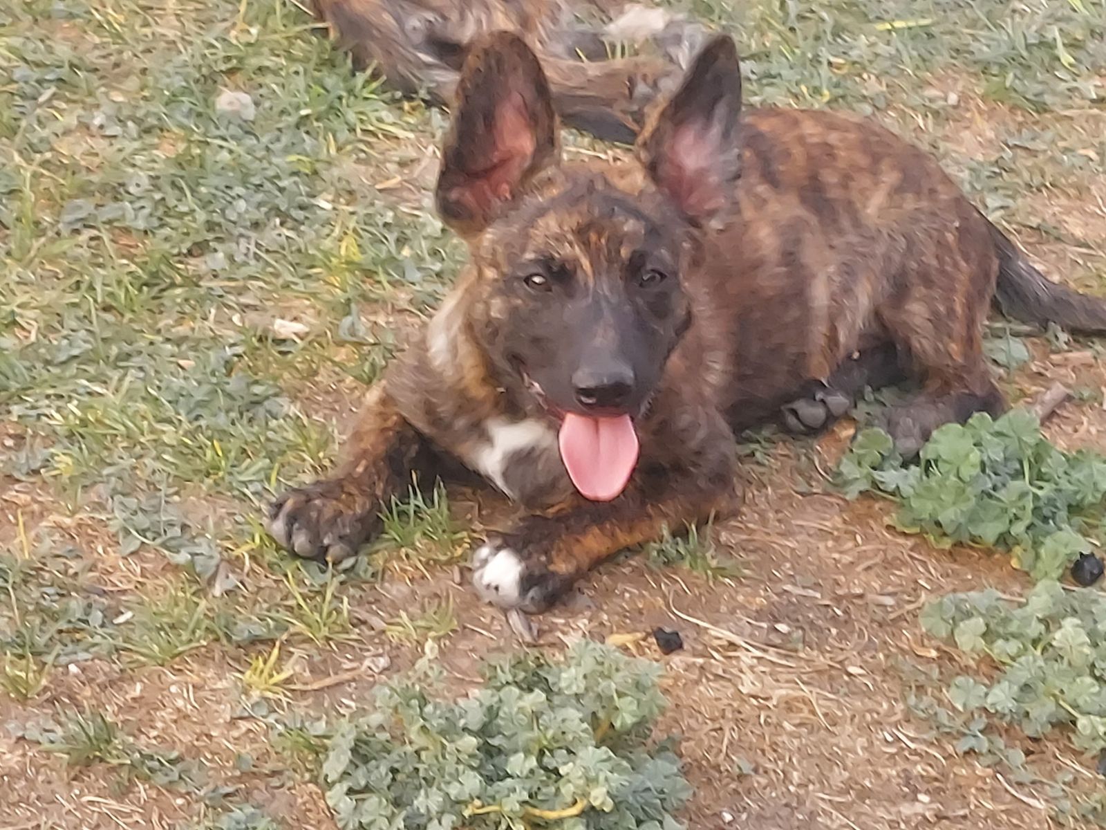 Brindle Corgi/Dutch Shepherd Puppies