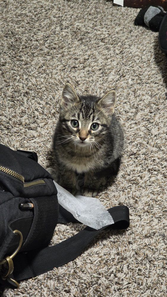 Kitten: Tabby male