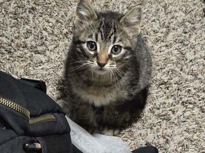 Kitten: Tabby male