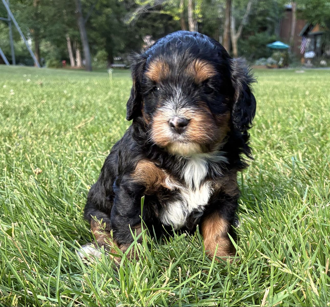 Fancy Female Mini Cavapoo Puppies, Unique Looks