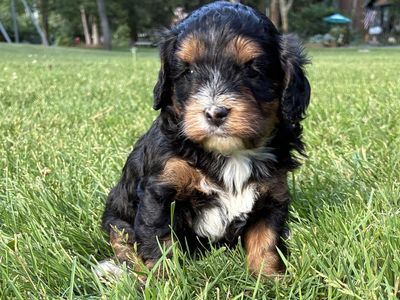 Fancy Female Mini Cavapoo Puppies, Unique Looks
