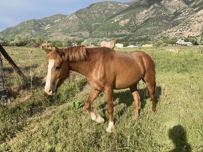 1/4 Draft Gelding
