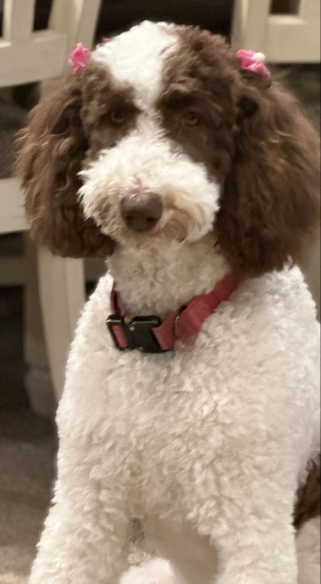 Female Sheepadoodle