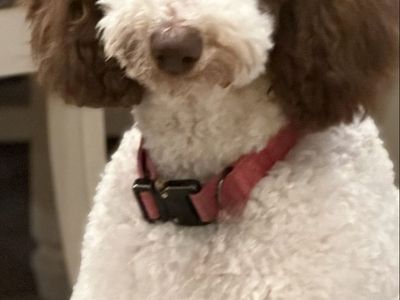 Female Sheepadoodle