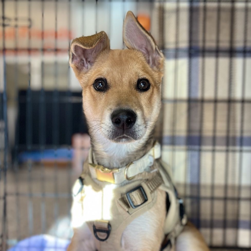 Hello my name is Indiana