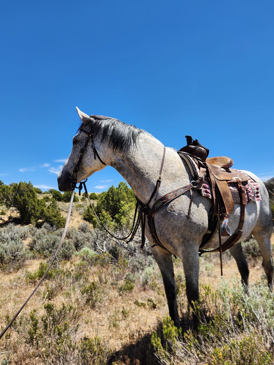 Gentle 8 Year Old Andalusian Mare