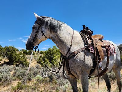 Gentle 8 Year Old Andalusian Mare