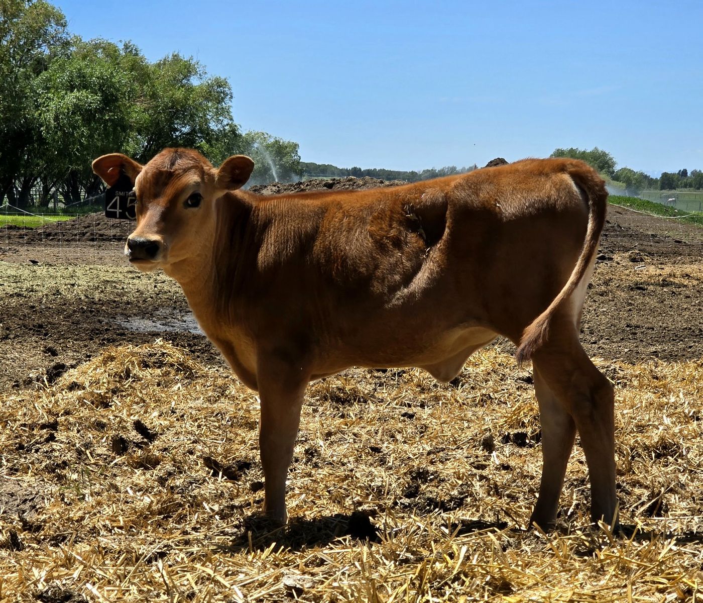 A2A2 Jersey Heifer Calf