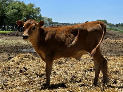 A2A2 Jersey Heifer Calf