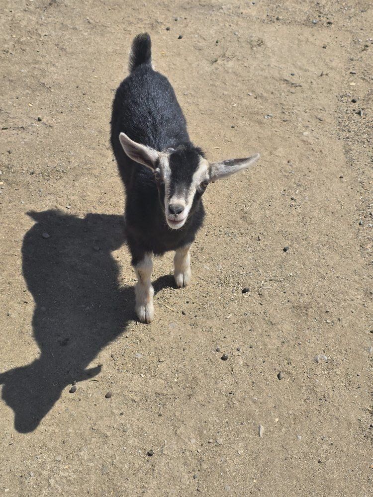 Nigerian dwarf boy
