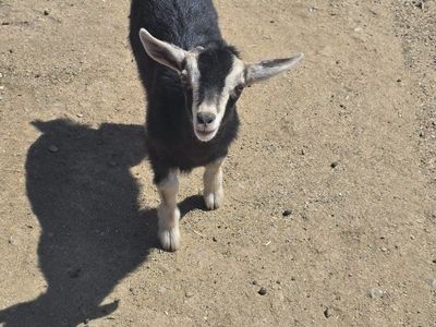 Nigerian dwarf boy