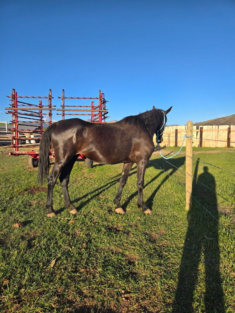 6 year old fresian mare