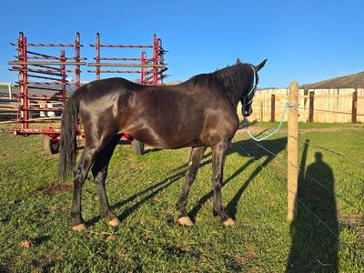 6 year old fresian mare