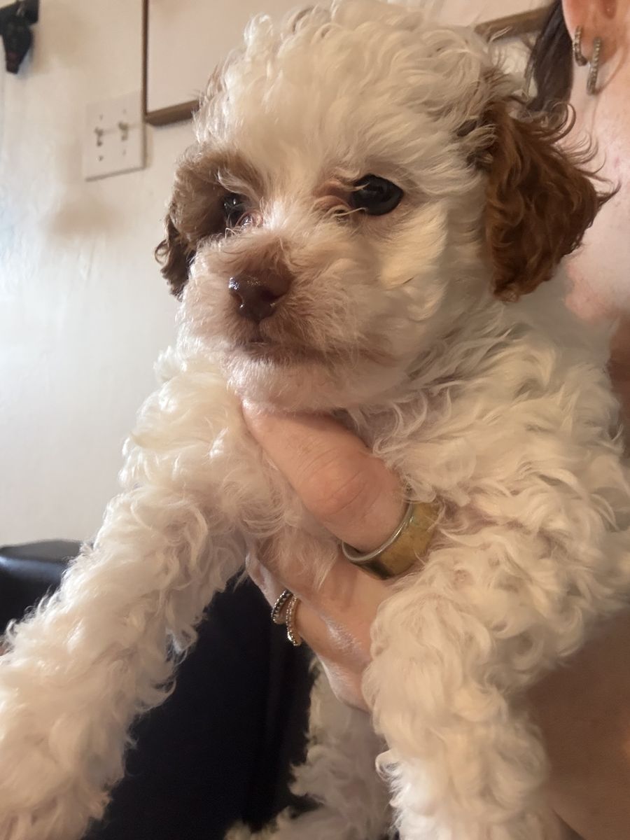 Micro cavoodle