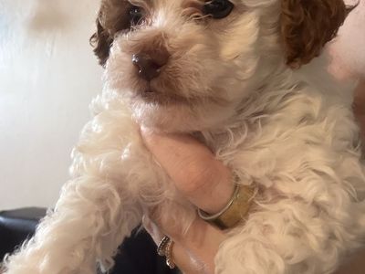 Micro cavoodle