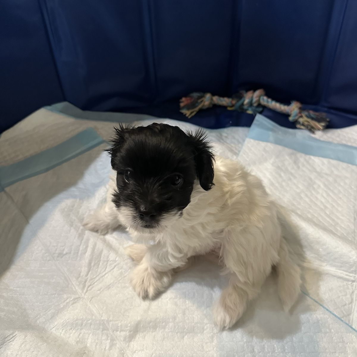 Toy Yorkie, Aussie Doddle.