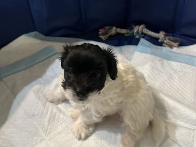 Toy Yorkie, Aussie Doddle.