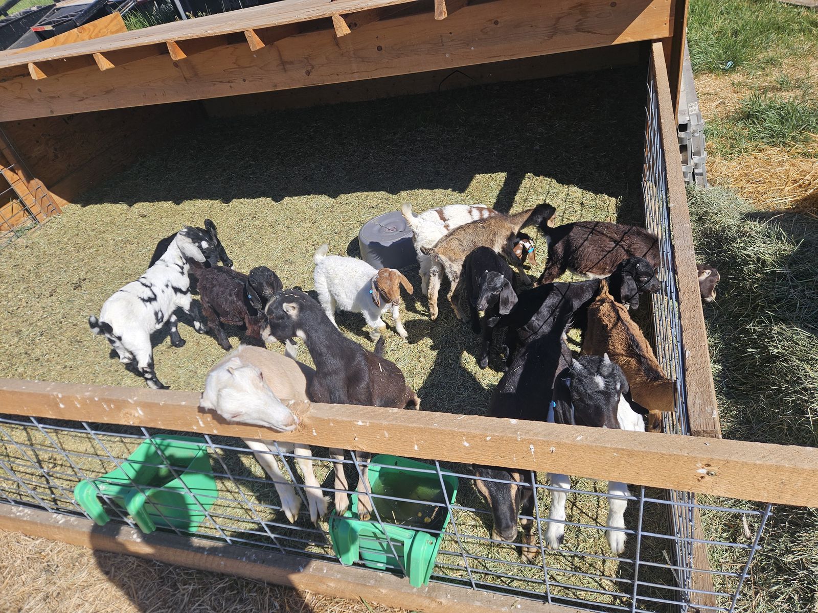 Goats.