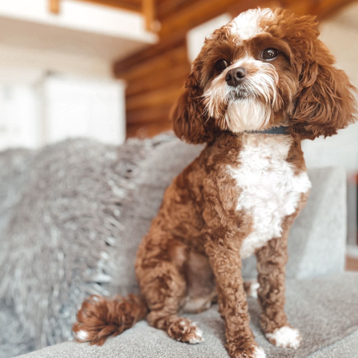 F1 8Lbs Red HIDDEN PHANTOM Tuxedo Toy Cavapoo Stud