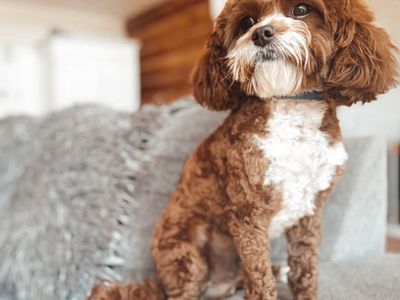 F1 8Lbs Red HIDDEN PHANTOM Tuxedo Toy Cavapoo Stud