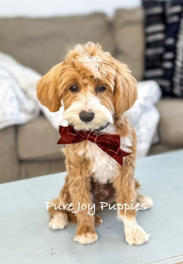 No Curl, FF, ALL CLEAR, Tuxedo Goldendoodle Stud