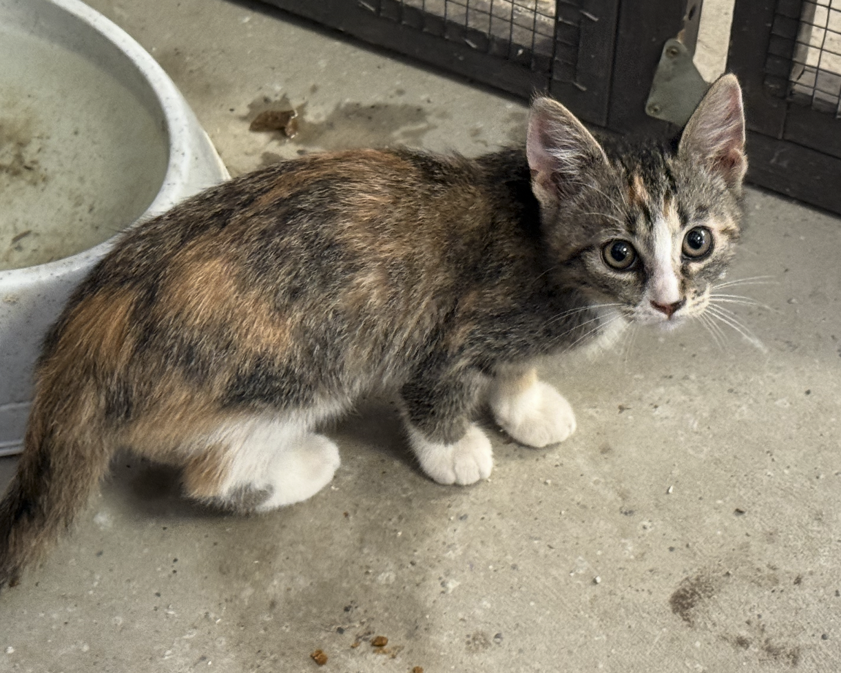 Sweet Kittens Looking For Their Forever Home