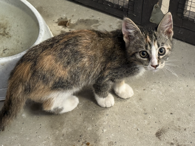 Sweet Kittens Looking For Their Forever Home