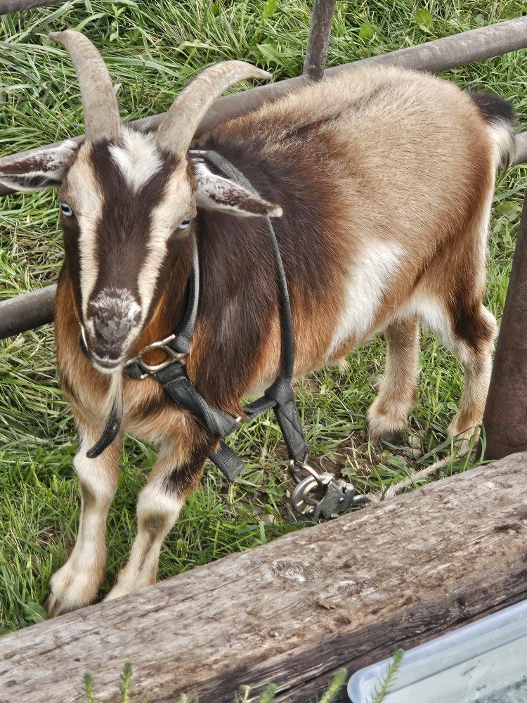 Goats 