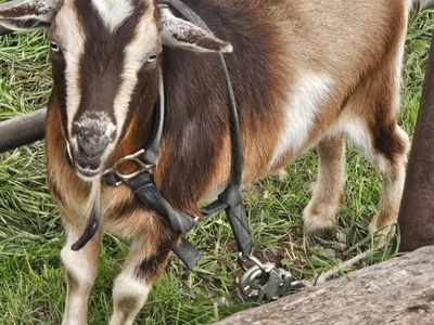 Goats